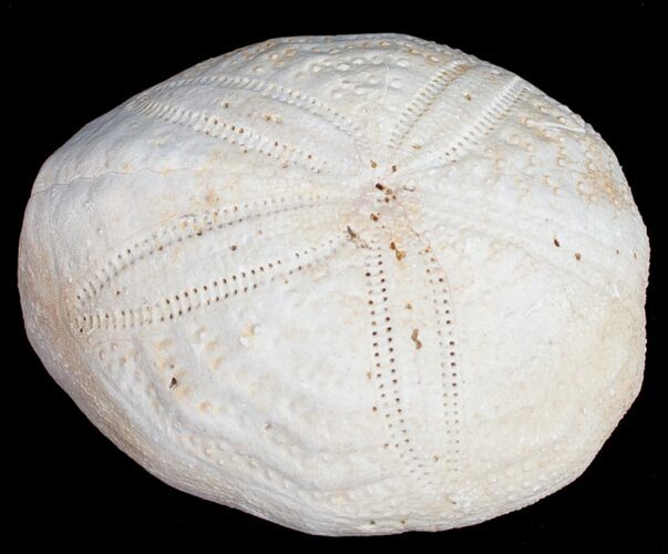 Fossil Sea Urchin From Florida - Lab Prepared #9911